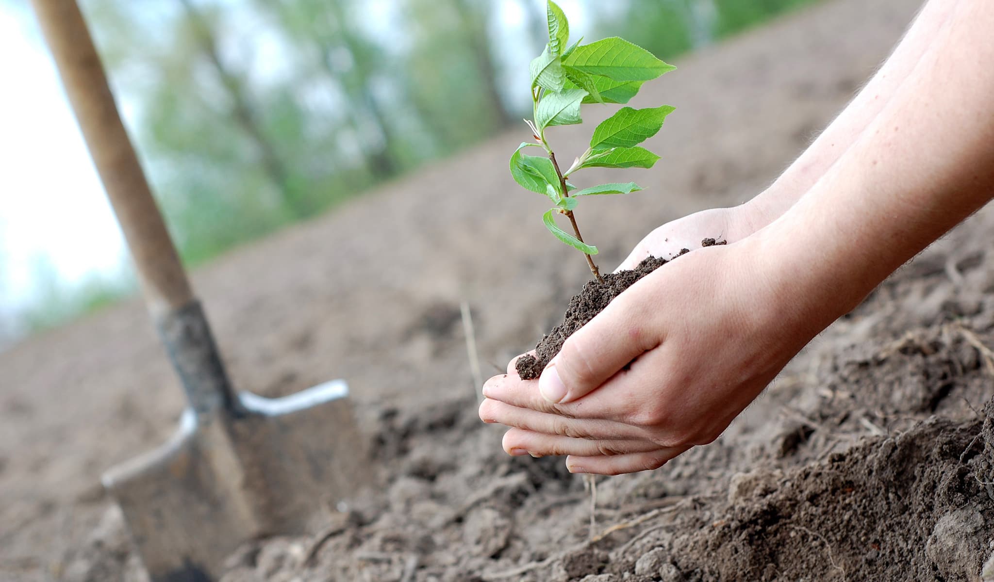 Plant a tree